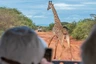 Tsavo-Ost, Giraffe im Galopp