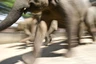Waisenhaus für Elefanten in Pinawela
