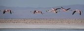 Nationalreservat Los Flamencos in der Nähe des Salar de Atacama - Besuch der Lagune Chaxa mit den Arten der Anden-Flamingos, Chilenischen Flamingo und James-Flamingos.