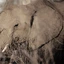 Hlane Nationalpark in Swaziland: Elefant