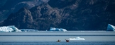 Spaziergang entlang des Lago Grey zu verschiedenen Aussichtspunkten, von denen man herrliche Ausblicke auf die Gey-Gletscher hat.