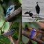Vogelwelt: Woodland Kingfisher, Klaffschnabel-Storch, Riesenfischer, Haubenzwergfischer
