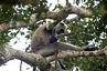 Yala-Nationalpark: Macaca-Affe