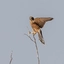 Westlicher Teil des Etosha Natipalparks