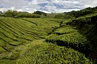 Teeplantagen auf Sao Miguel, die einzigen in Europa
