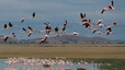 Flamingo flying over Amboseli-Lake