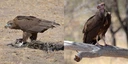 Selous-Nationalpark: Black Kite und Geier