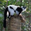 Indri Lemur in der Vakona Reserve