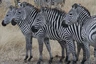 Tarangire Nationalpark - Zebras