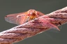 Tolle Libelle auf dem Blyde River Canyon
