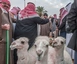 Der Al Qassim Kamelmarkt in Buraidah, der größte Kamelmarkt der Welt.