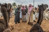 Der Al Qassim Kamelmarkt in Buraidah, der größte Kamelmarkt der Welt.