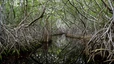 Fahrt durch die herrlichen Mangrovenwälder von Celestun