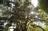 Sansibar Gewürzfarm - Stinkfruchtbaum
