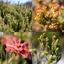 Tafelberg mit einem eigenen Ökosystem und wunderschönen Pflanzen