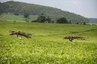 Uganda: riesige Teeplantagen auf dem Weg nach Norden