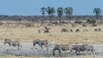 Östlicher Teil des Etosha Natipalparks, Tour zu Aroe, Groot Okevi, Stinkwater, Koinachas, Chudob