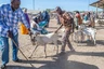 Somaliland, Hargeisa: der Tiermarkt am Morgen
