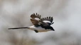 Selous-Nationalpark: Würgervogel