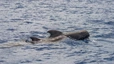 Delfin- und Walbeobachtung vor Funchal, zwei Grindwale.