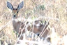 Ganztägige Wildbeobachtungsfahrt im Krüger-Nationalpark: Afrikanischer Steinbock