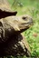 Insel Santa Cruz - Hochland, Galapagos Schildkröte