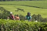 Uganda: teeplantage auf dem Weg nach Norden