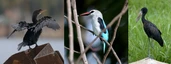 Vogelwelt bei Jinja: Kormoran, Woodland Kingfisher, Klaffschnabel
