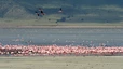 Ngorongoro Krater - Flamingos