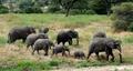 Tarangire Nationalpark - Elefantenfamilie