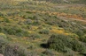 Fahrt von Nordosten nach Süden durch den Cederberg-Park mit herrlicher Wildblumenblüte (Sep/Okt)