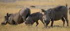 Chobe-Nationalpark in Botswana, Wildbeobachtungsfahrt am Morgen: Warzenschweinfamilie