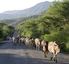 Rinderherden gibt es viele auf Äthiopiens Straßen