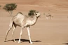 Kamele in den Wahiba Sands