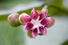 Botanischer Garten in Kandy: Dilenia Blume