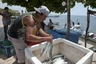 Fischer am Golf von Mexiko 
