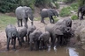 Selous-Nationalpark: Elefantenfamilie am Eingangsgate