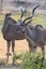 Chobe-Nationalpark in Botswana, Wildbeobachtungsfahrt am Morgen: Kudumännchen und Kuduweibchen