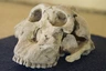Melka Kunture im Awashtal mit prähistorische Funde: Schädel eine Australipitecus 1,8 Mio J.