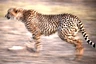 Abendsafari im Manyeleti Naturreservat: Gepard