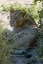 Ganztägige Wildbeobachtungsfahrt im Krüger-Nationalpark: Löwin
